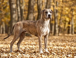 Great Danebull