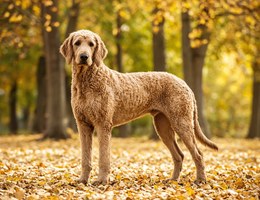 Great Danoodle