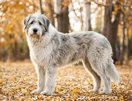 Great Wolfhound