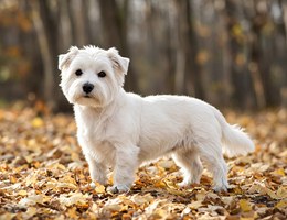 Highland Maltie