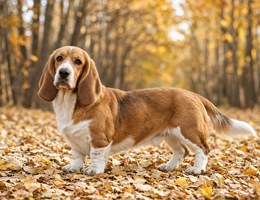 Hush Basset