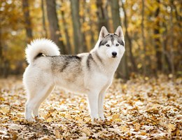 Huskimo