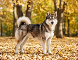 Huskita