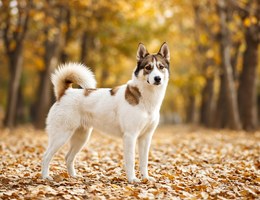 Husky Jack