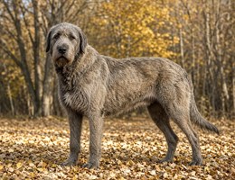 Irish Mastiff