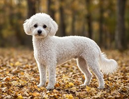 Italian-Bichon