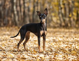 Italian Grey Min Pin