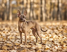 Italian Greyhuahua