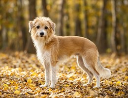 Italian Tzu