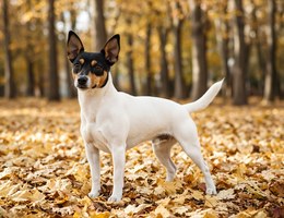 Jack-Rat Terrier