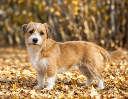 Jack Tzu