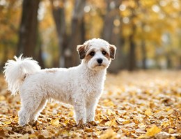 Jackie-Bichon