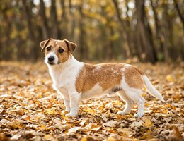 Jackshund