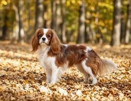 King Charles Yorkie