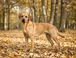 Lab-Pointer