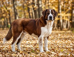 Labernard