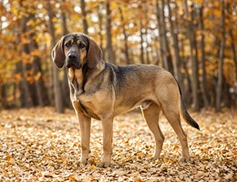 Labloodhound