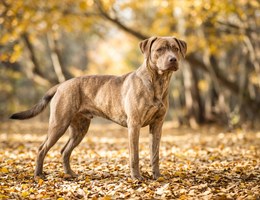 Labrabull