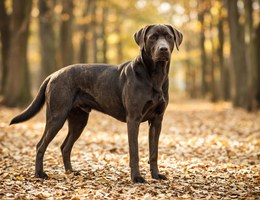 Labradane
