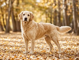 Labradoodle