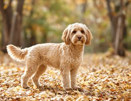 Labradoodle Miniature