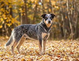 Labraheeler