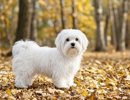 Lhasa-Coton