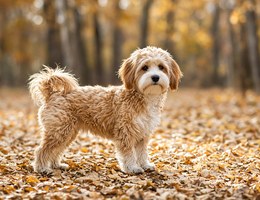 Lhasapoo