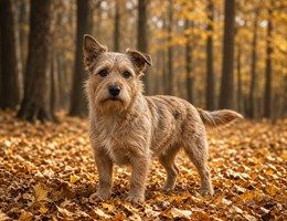 Mini Australian Shepterrier