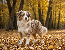 Miniature Aussiedoodle