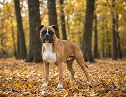 Miniature Boxer