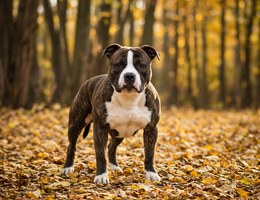 Old Anglican Bulldogge