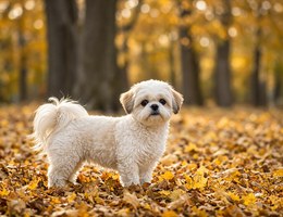Peke-A-Chon