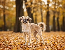 Peke-Italian