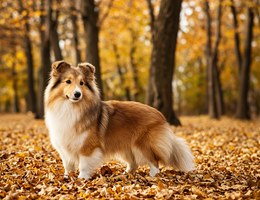 Pembroke Sheltie
