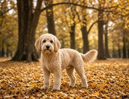 Petite Labradoodle