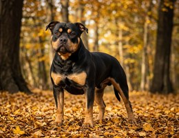 Pitweiler