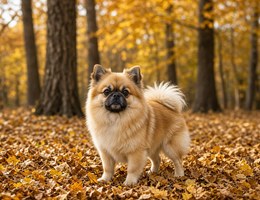 Pom-A-ug