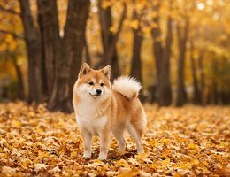 Pom-Shi