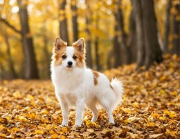 Pom Terrier