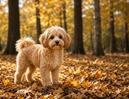 Pomapoo