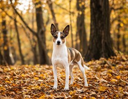 Prague Farm Dog