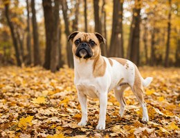Puggat