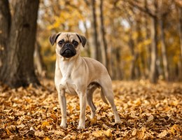 Puggit