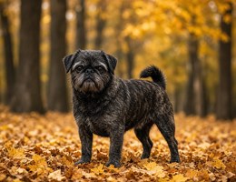 Pugottie