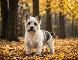 Scoland Terrier