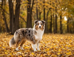 Shel-Aussie