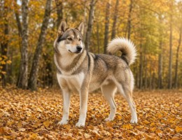 Sibercaan