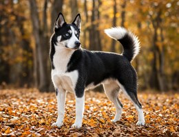 Siberian Boston
