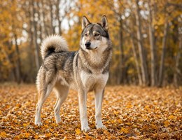 Siberian Indian Dog
